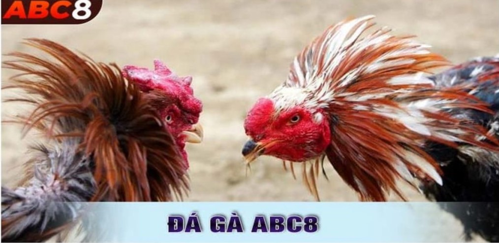 Ưu điểm hấp dẫn trong đảo thành viên chơi đá gà ABC8